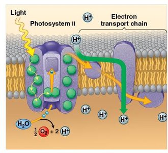 Light reactions: excited electron captured