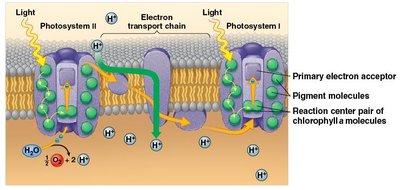 Light reactions: electron transport chain