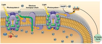 Light reactions: NADPH formation