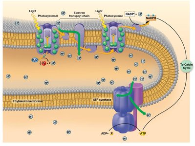 Light reactions: ATP synthesis