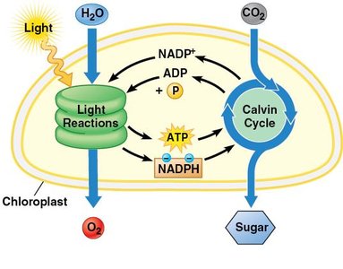 Calvin Cycle in the Stroma of a Chloroplast