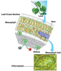 Leaf cross section and chloroplast location