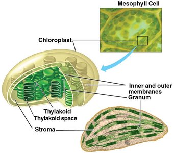 Chloroplast structure