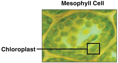Mesophyll cell and chloroplast