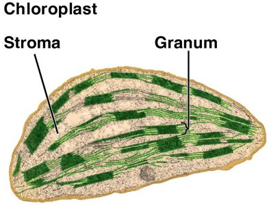 Chloroplast stroma and granum