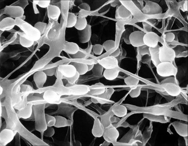 Septae General Biology Fungi Study Guide: Key Concepts & Impacts | Notes