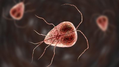Giardia illustration