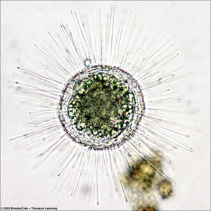 Heliozoan