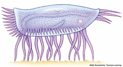 Dinoflagellate labeled diagram