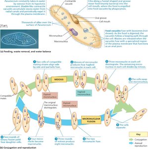 Ciliate conjugation and reproduction