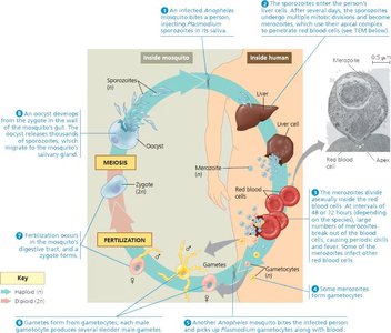 Plasmodium detailed life cycle