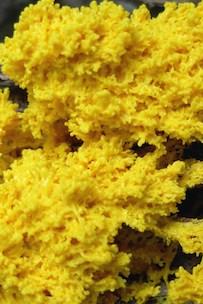 Plasmodial slime mold