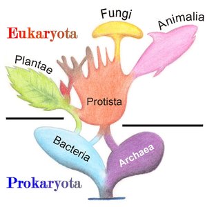 Eukaryotic tree of life including protists