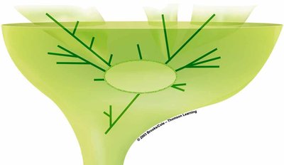 Evolutionary tree of protists and related groups