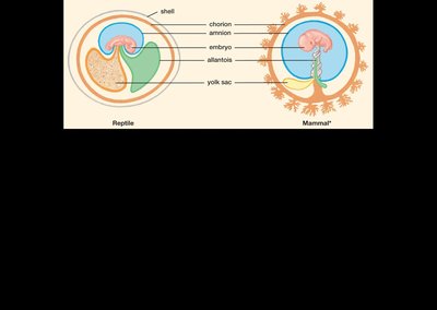 Comparison of reptile and mammal embryonic membranes