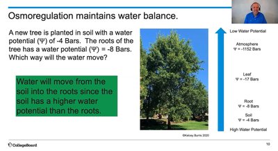 Water potential gradient in a tree