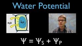 Water Potential equation and cell diagram