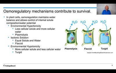 Osmoregulatory mechanisms in plant cells