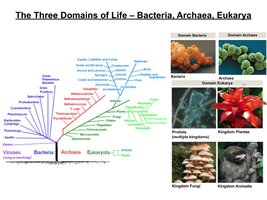 Three Domains of Life diagram