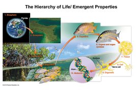Hierarchy of Life diagram
