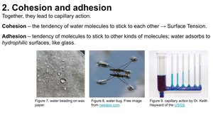 Cohesion and adhesion in water