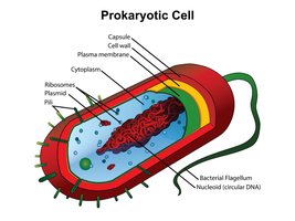 Prokaryotic cell structure