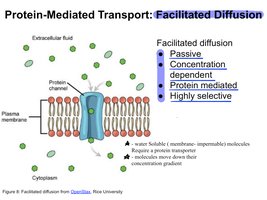 Facilitated diffusion diagram