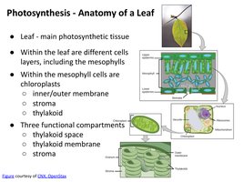 Photosynthesis - Anatomy of a Leaf