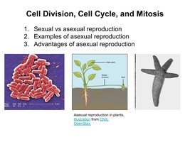 Cell Division, Cell Cycle, and Mitosis
