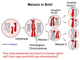 Meiosis in Brief
