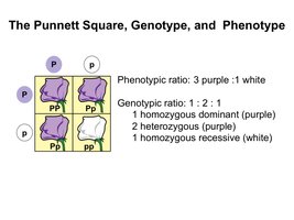 Punnett Square, Genotype, and Phenotype
