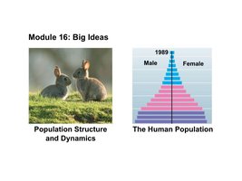 Population Structure and Dynamics