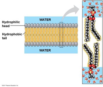 Diagram of phospholipid bilayer with hydrophilic heads and hydrophobic tails