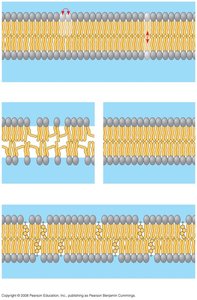 Diagram showing movement of phospholipids and effect of cholesterol on membrane fluidity