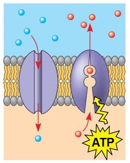 Diagram of a transport protein in the membrane