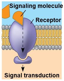 Diagram of a receptor protein involved in signal transduction