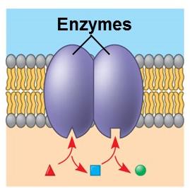 Diagram of an enzyme protein in the membrane