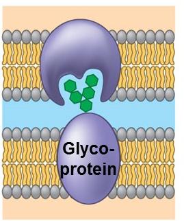 Diagram of a glycoprotein involved in cell-cell recognition