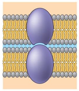 Diagram of a protein involved in intercellular joining