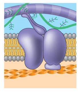 Diagram of a protein attached to the cytoskeleton and extracellular matrix