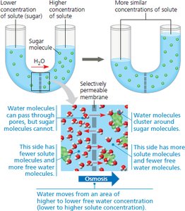 Diagram of transport across the membrane