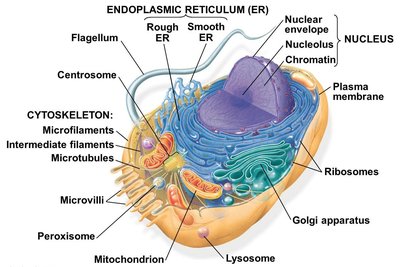 Labeled diagram of an animal cell with organelles