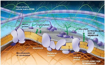 Diagram of the fluid mosaic model of the plasma membrane