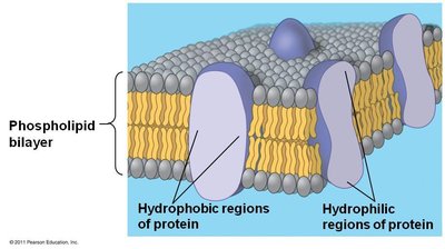 Diagram showing hydrophilic and hydrophobic regions of membrane proteins