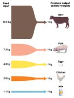 Feed input to produce 1 kg of various animal products