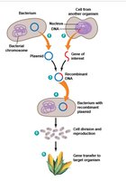 Process of creating a genetically modified plant