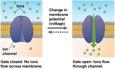 Voltage-gated ion channel open and closed states