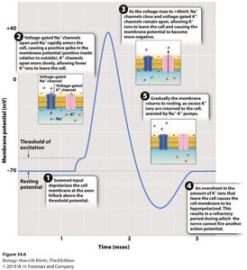 Depolarization and action potential initiation