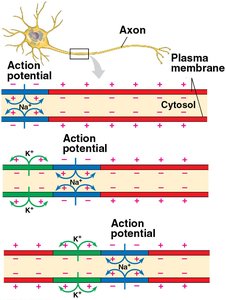 Conduction of action potentials along the axon