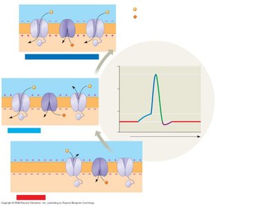 Rising phase of the action potential